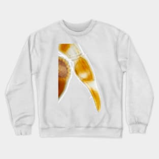 Thread-legged assassin bug under the microscope Crewneck Sweatshirt